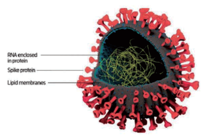 Anti-viral surface coating to prevent spread of novel coronavirus through touch